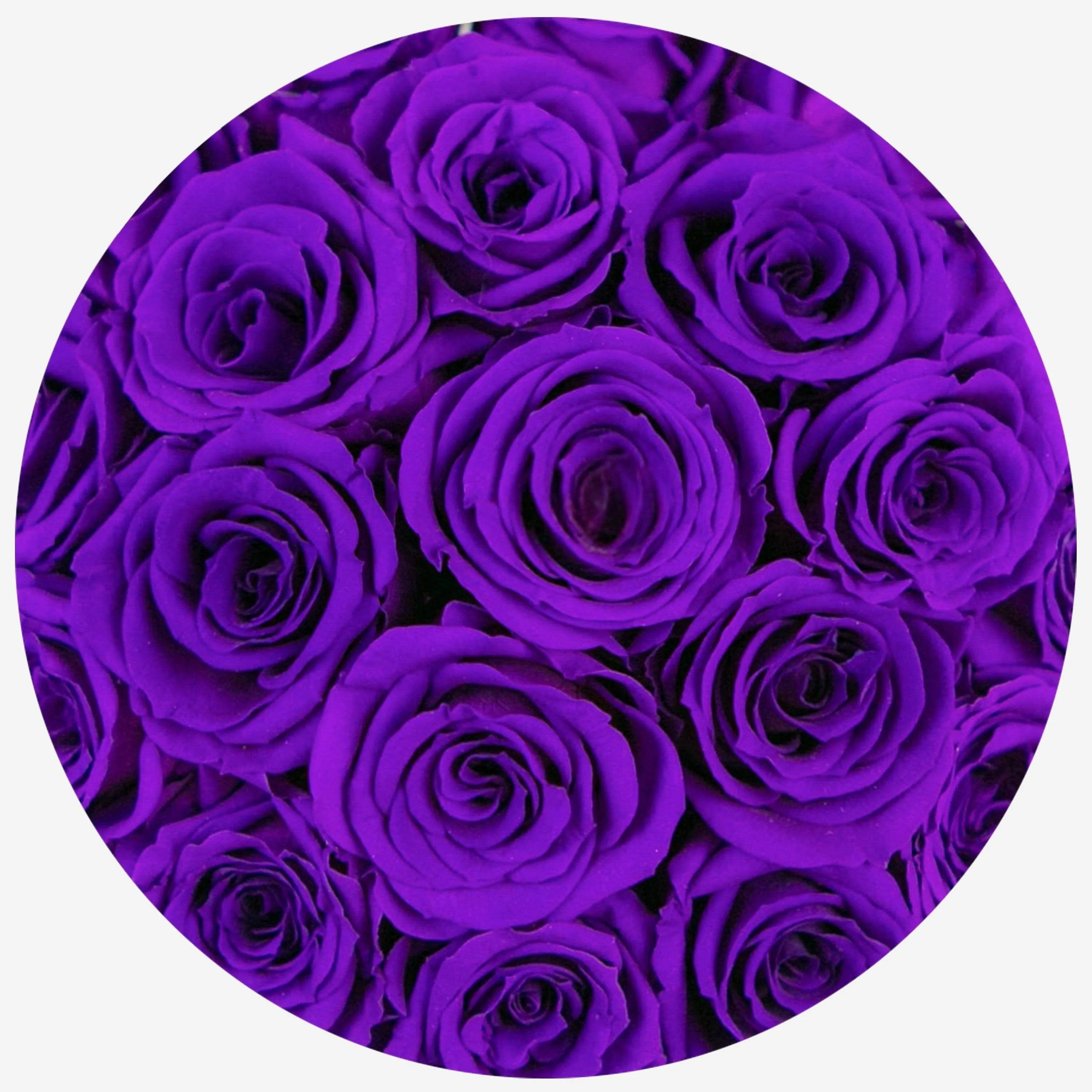 Basic Gold Box | Bright Purple Roses