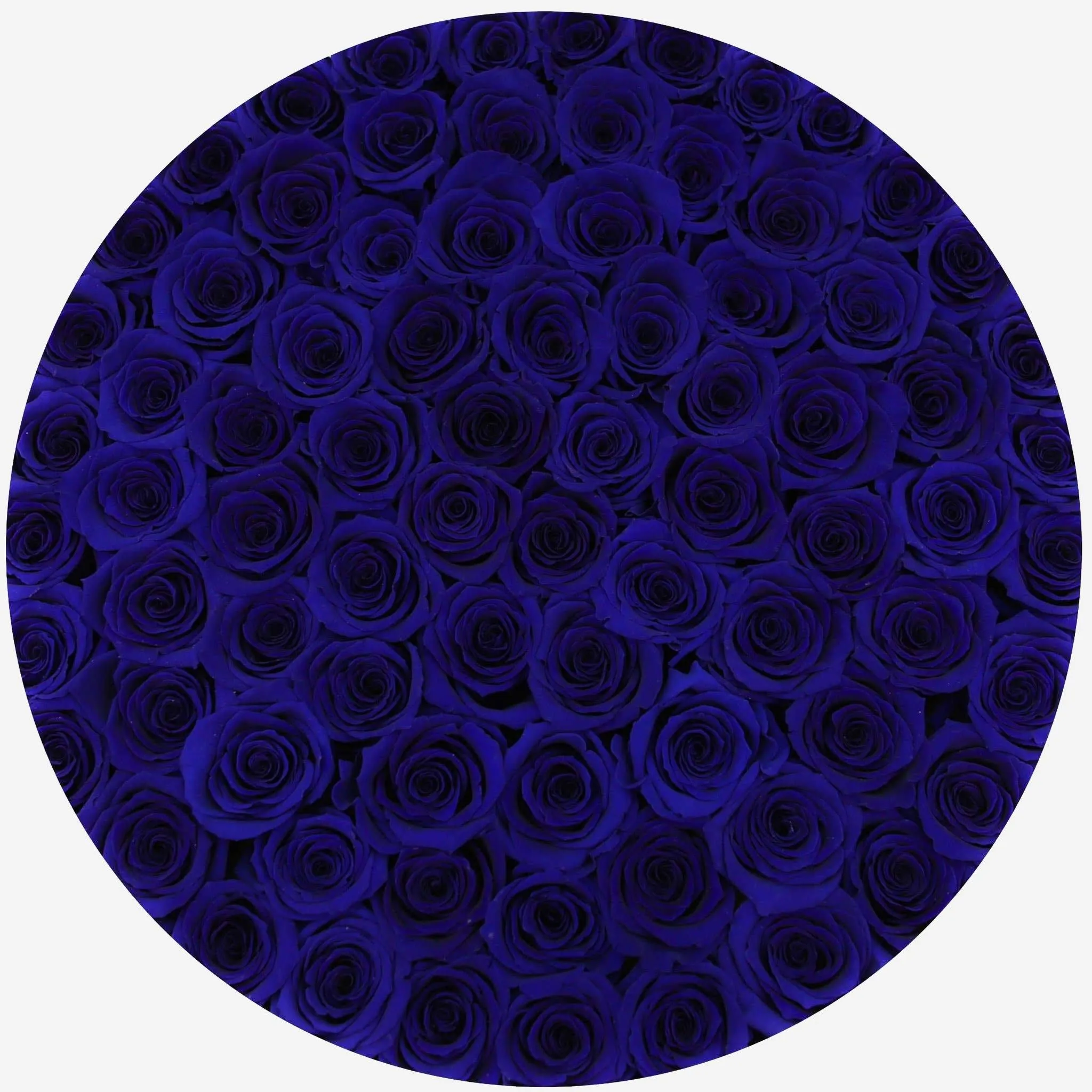 Deluxe White Box | Royal Blue Roses