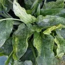 Echinodorus Cordifolius 'Marble Queen' Sword (Bare Root)