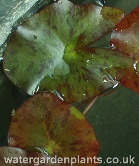 Nymphaea 'Pygmaea Helvola'