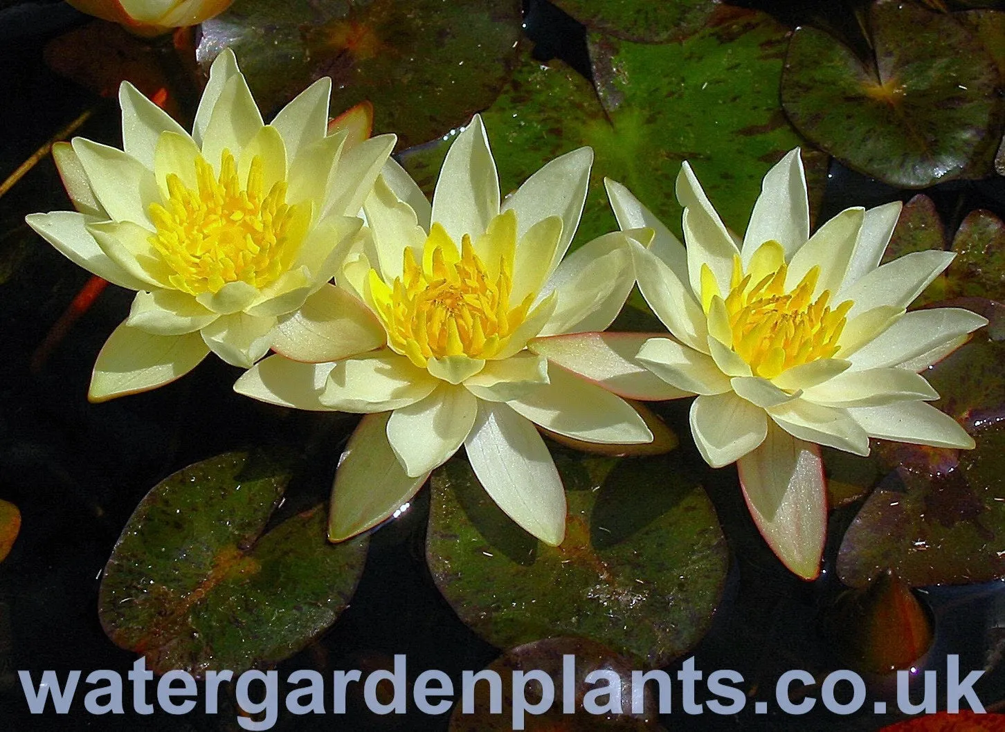 Nymphaea 'Pygmaea Helvola'