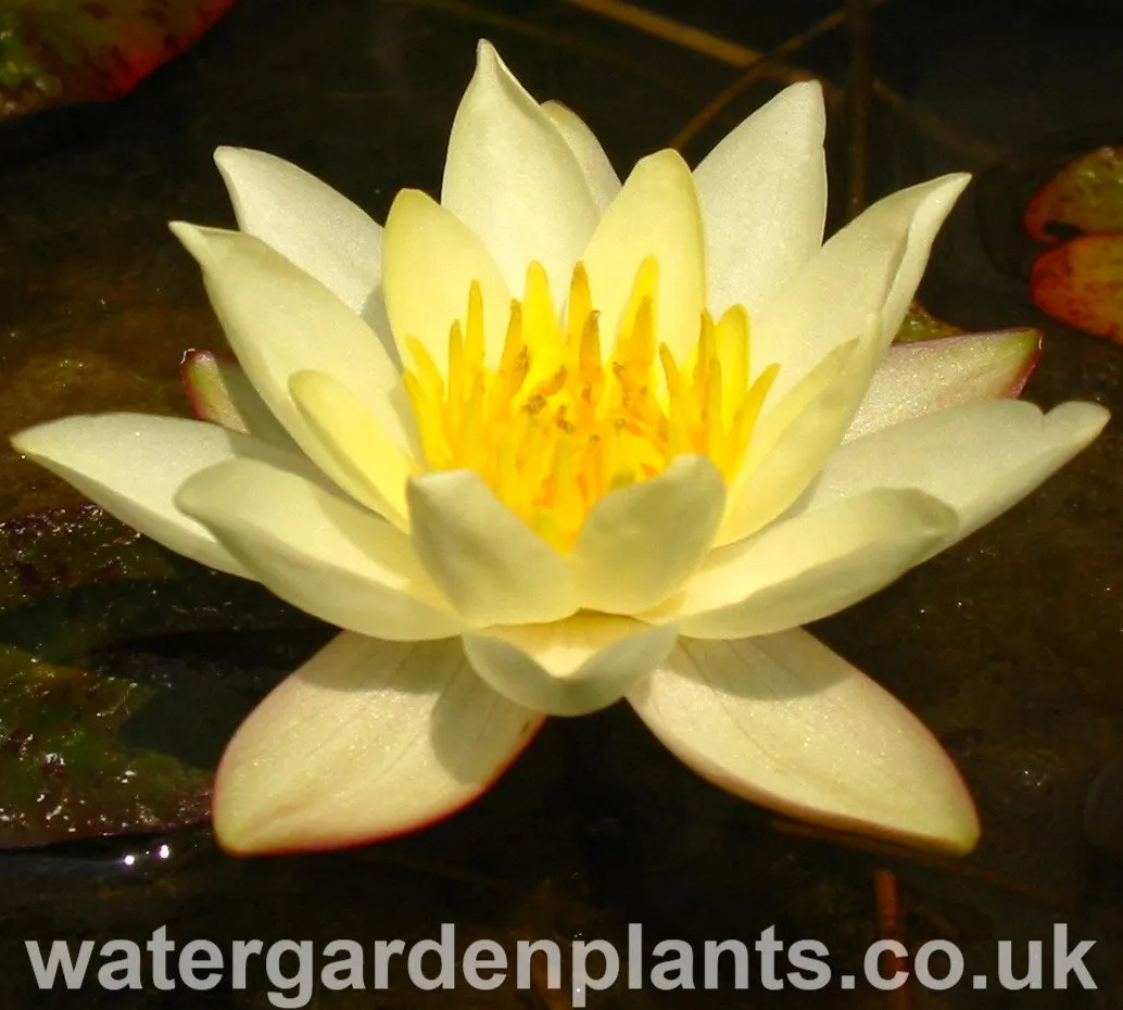 Nymphaea 'Pygmaea Helvola'