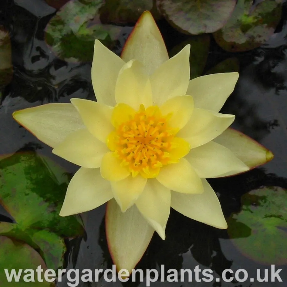 Nymphaea 'Pygmaea Helvola'