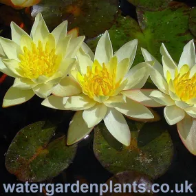 Nymphaea 'Pygmaea Helvola'