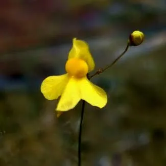 Utricularia subulata